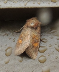 Amphipoea crinanensis