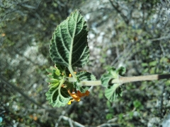 Lantana bahamensis