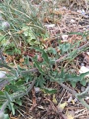 Crepis foetida