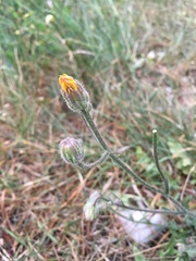 Crepis foetida