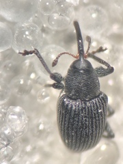 Archarius salicivorus