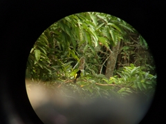 Ramphocelus flammigerus icteronotus