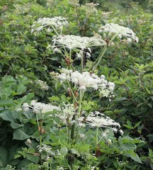 Angelica pubescens