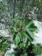 Jatropha gossypiifolia