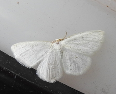 Protitame virginalis