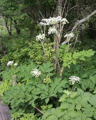 Angelica pubescens