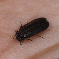 Lamprohiza splendidula