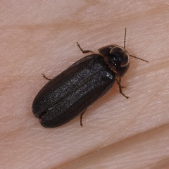 Lamprohiza splendidula