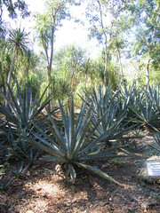 Agave fourcroydes
