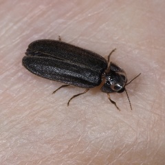 Lamprohiza splendidula