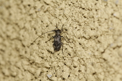 Eutrichillus pini