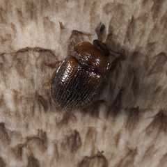 Pocadius