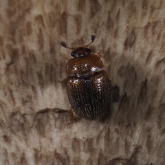 Pocadius