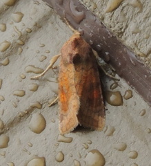 Amphipoea crinanensis