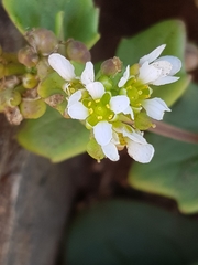 Cochlearia danica