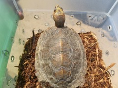 Rhinoclemmys rubida rubida