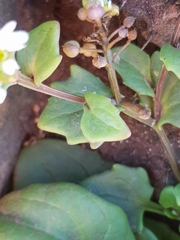 Cochlearia danica