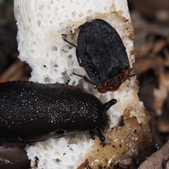 Oiceoptoma thoracicum