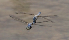 Libellula composita