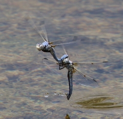 Libellula composita