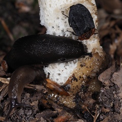 Oiceoptoma thoracicum