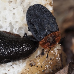 Oiceoptoma thoracicum