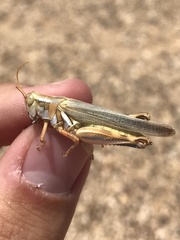 Melanoplus foedus
