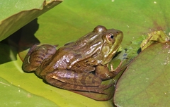 Lithobates chiricahuensis