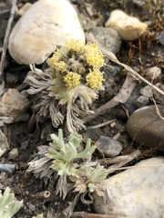 Artemisia glomerata