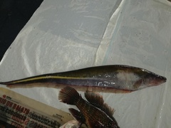Sternopygus arenatus