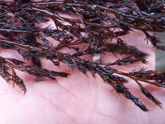 Odonthalia floccosa