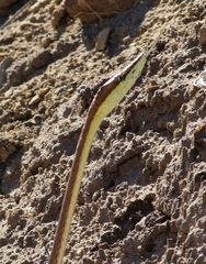 Oxybelis microphthalmus
