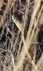 Oxybelis microphthalmus