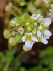 Cochlearia danica