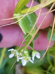 Cochlearia danica
