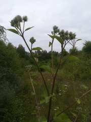 Arctium