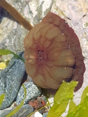 Actinia