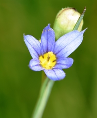 Sisyrinchium idahoense