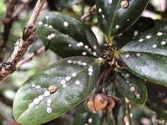 Ceroplastes cirripediformis