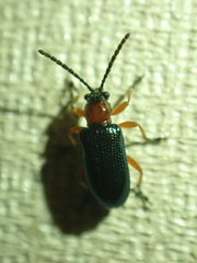 Oulema melanopus