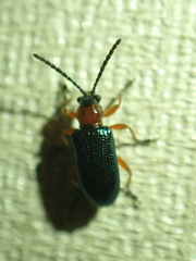 Oulema melanopus