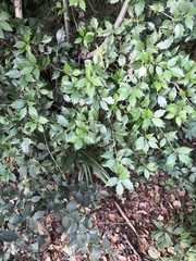 Ilex colchica