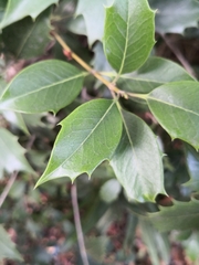 Ilex colchica