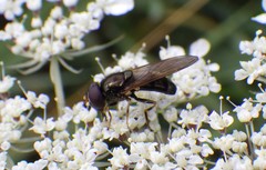 Cheilosia pagana
