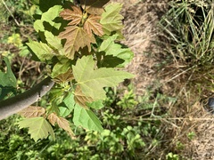 Acer rubrum image