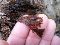 Microcladia borealis