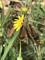 Lon melane vitellina