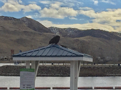 Haliaeetus leucocephalus