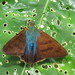 Astraptes chiriquensis - Photo (c) Lepidoptera Colombiana 🇨🇴, algunos derechos reservados (CC BY-NC), subido por Lepidoptera Colombiana 🇨🇴