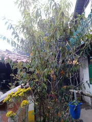Prunus serotina salicifolia